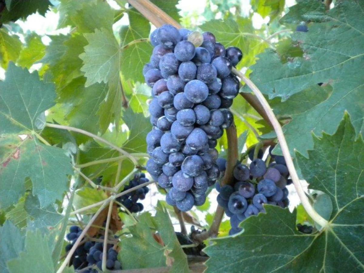 Agriturismo Il Melo Valfabbrica Zewnętrze zdjęcie